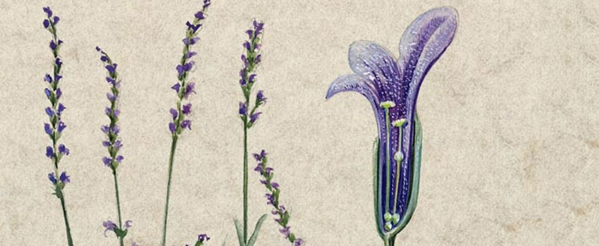 lavender