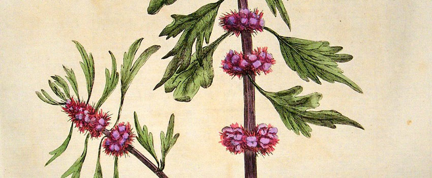 motherwort